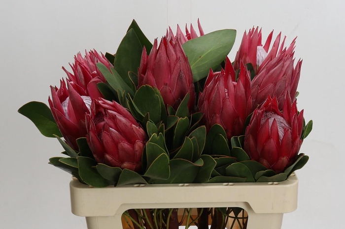 Protea Cynaroides Madiba