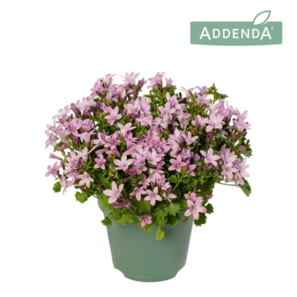 <h4>Campanula Ambella® Pink</h4>