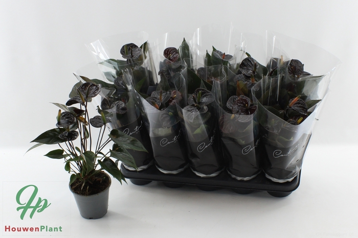 <h4>ANTHU BLACK LOVE</h4>