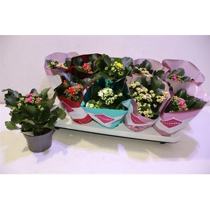 arr8 Kal Ge Perf Gem 5 Kl