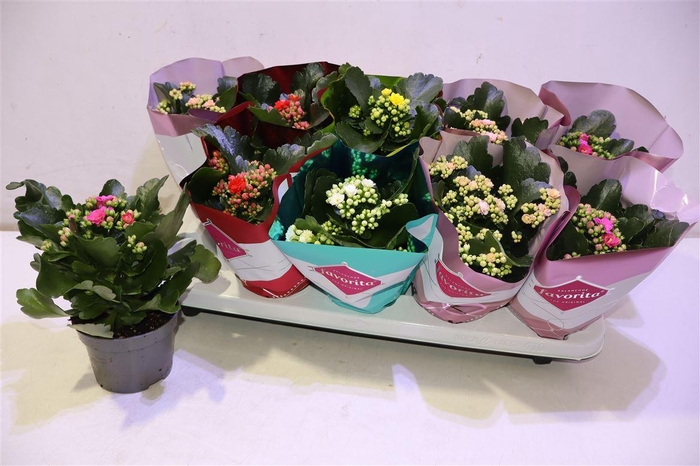 <h4>arr8 Kal Ge Perf Gem 5 Kl</h4>