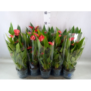 Anthurium andr. 'Mill Flowers Red'