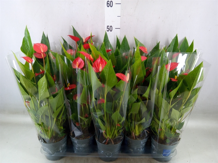 <h4>Anthurium andr. 'Mill Flowers Red'</h4>
