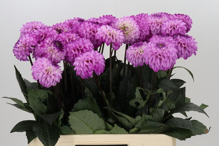 Dahlia Genova