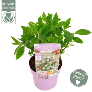 Buddleja Butterfly Candy Lila Sweet