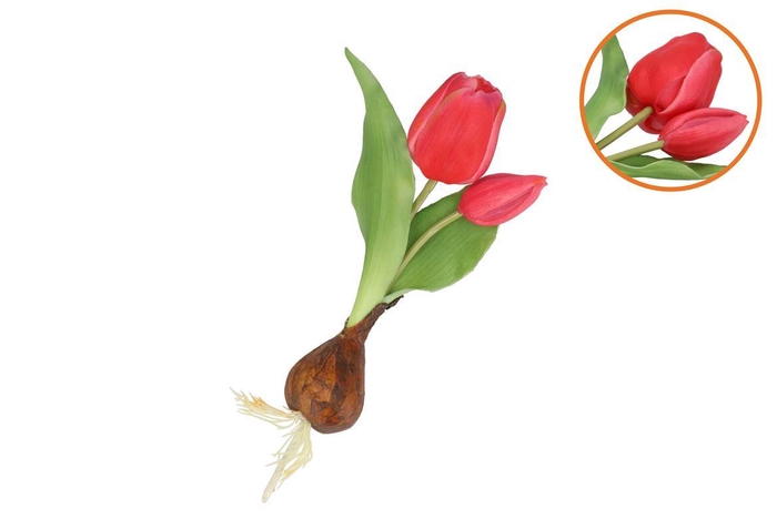 <h4>Silk Tulip Bulb Dark Pink 25cm</h4>