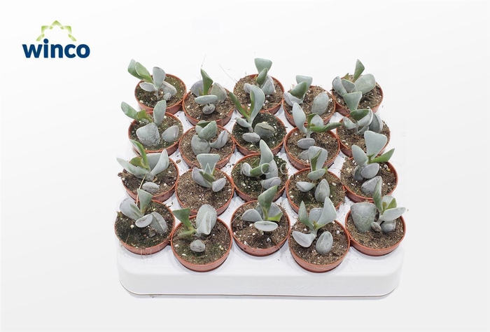 Adromischus Truncatus