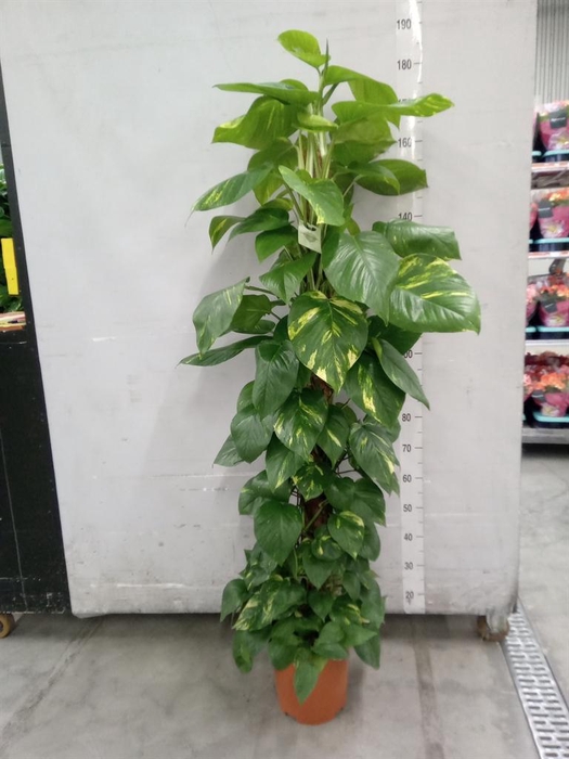 <h4>Epipremnum pinn.   ...moss stick</h4>