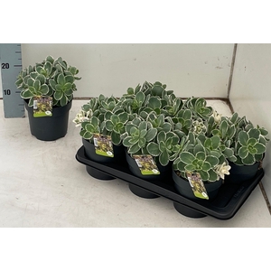 SEDUM TE VIE EN ROSE