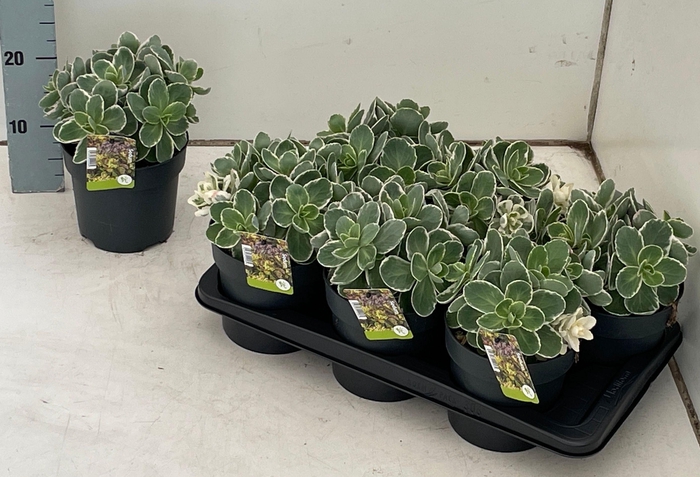 <h4>SEDUM TE VIE EN ROSE</h4>