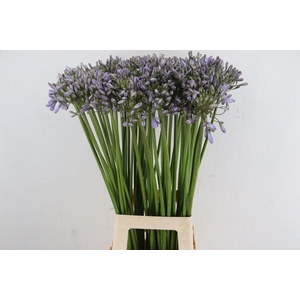 AGAPANTHUS SILBERPFEIL