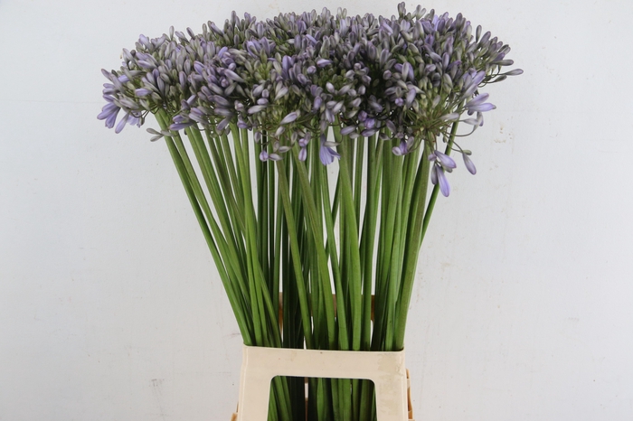 <h4>AGAPANTHUS SILBERPFEIL</h4>