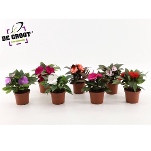 Impatiens New Guinea (mix per laag/kar)
