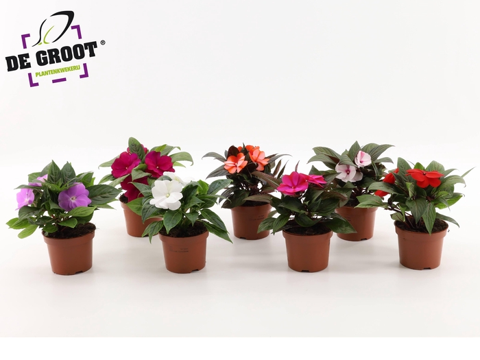 <h4>Impatiens New Guinea (mix per tray)</h4>