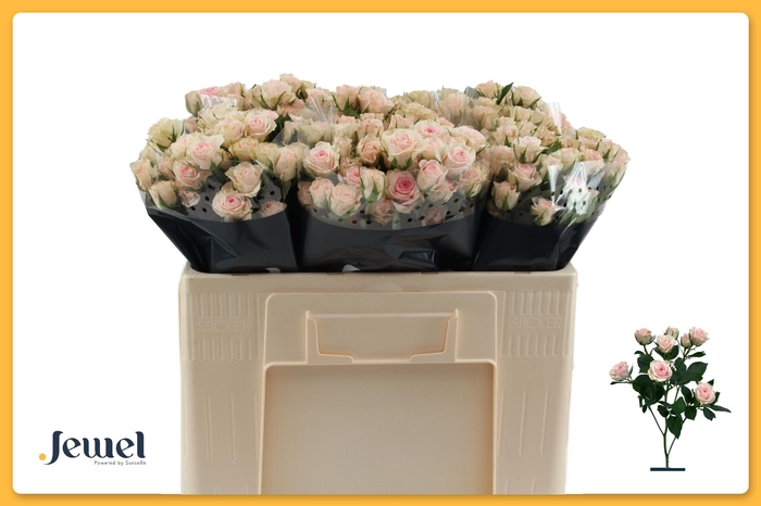 <h4>R TR SEVERINA Water</h4>