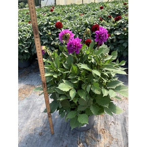 DAHLIA-HYBRID p21