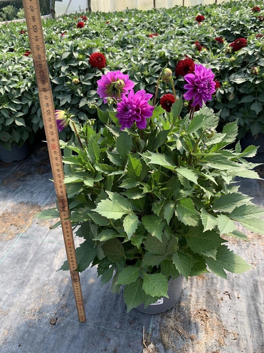 <h4>DAHLIA-HYBRID p21</h4>