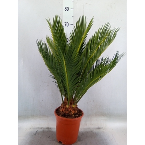 Cycas revoluta