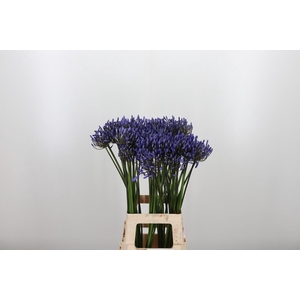 Agapanthus Dr.brouwer
