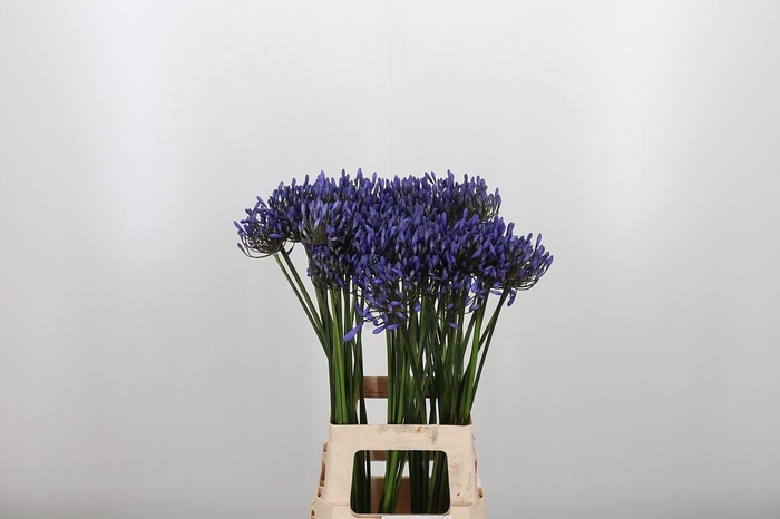 <h4>Agapanthus Dr.brouwer</h4>