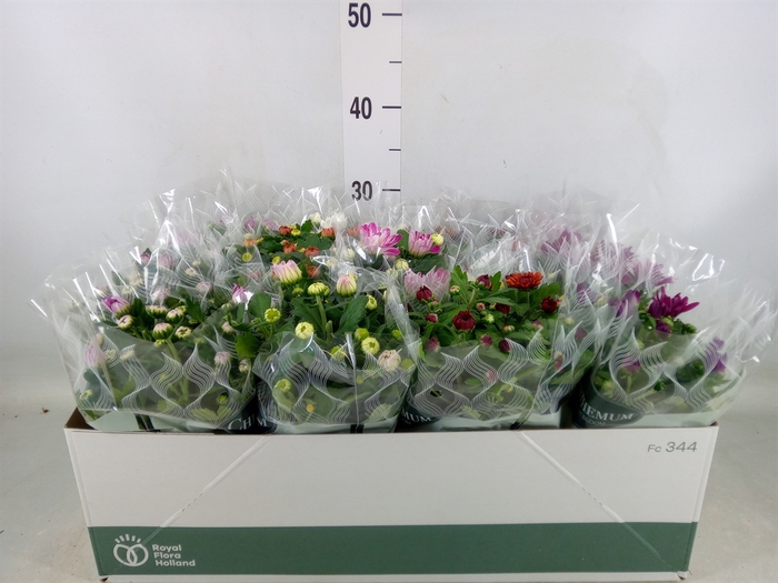 <h4>Chrysanthemum   ..mix 7</h4>