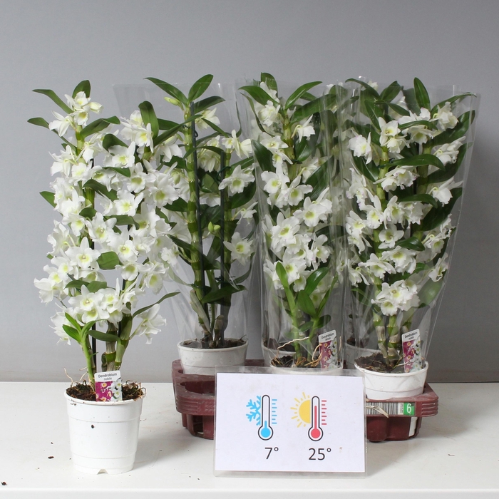 <h4>DENDR N SC APOLLON</h4>