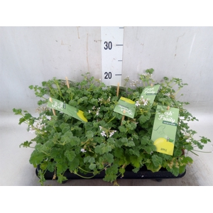 Pelargonium   ...mix smelling