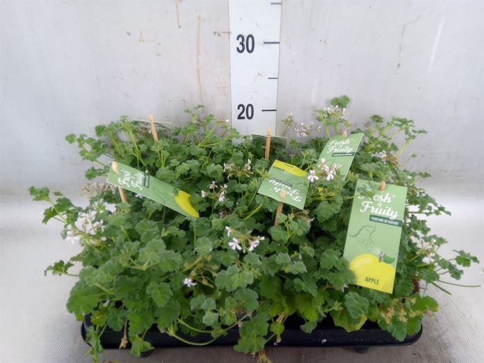 <h4>Pelargonium   ...mix smelling</h4>