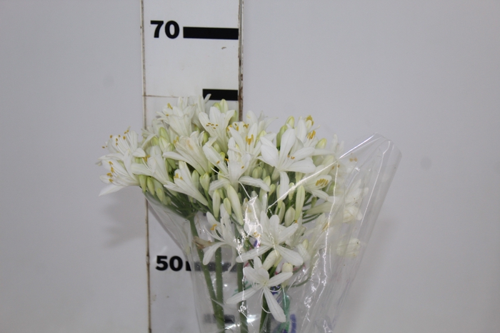 <h4>AGAPANTHUS BRANCO 060 CM</h4>