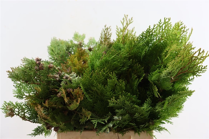 <h4>Chama Thuja Orange Elegantissi</h4>