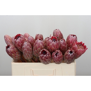 Protea Pink Ice No leaves