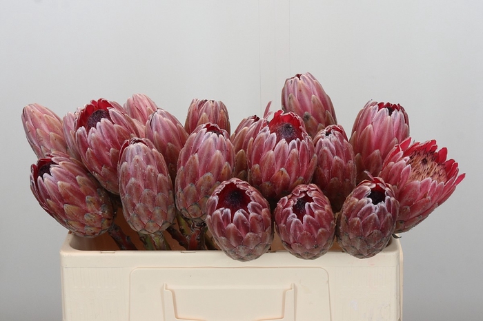 <h4>Protea Pink Ice No leaves</h4>