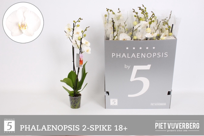 <h4>PHAL OV WIT</h4>