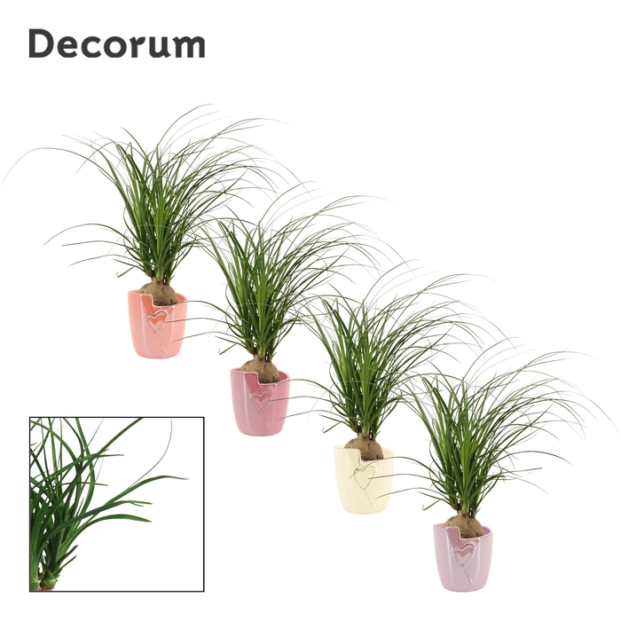 <h4>Beaucarnea Bol 12 cm in Joa (Special moods-collection)</h4>