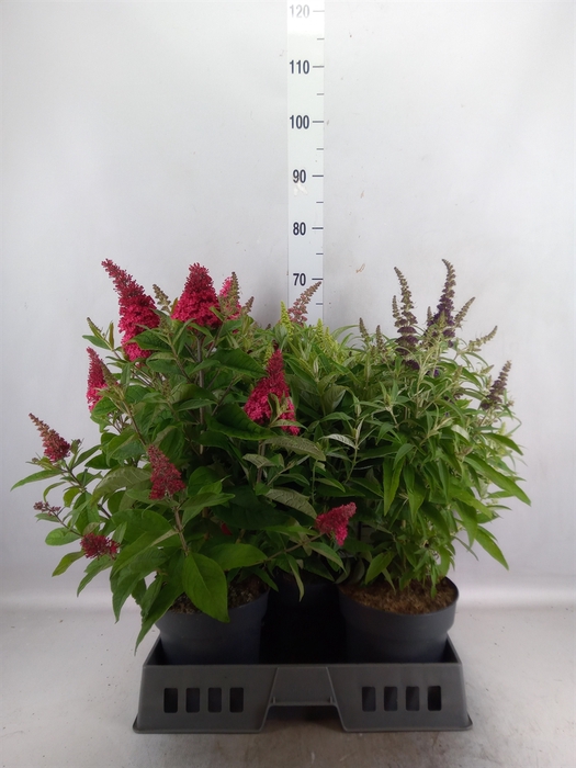 <h4>Buddleja davidii 'Butterf C'  ..mix</h4>