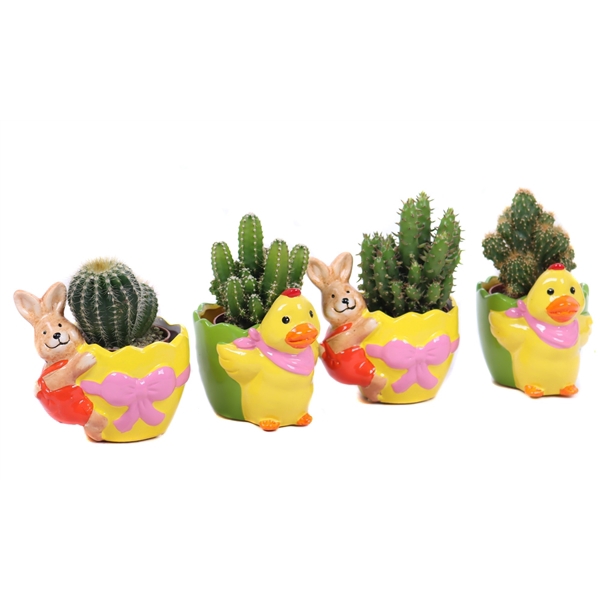 <h4>Cactus 5,5 cm in planter "Duck and bunny are really funny"</h4>