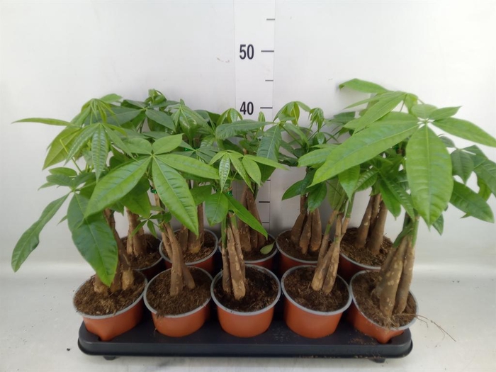 <h4>Pachira aquatica</h4>