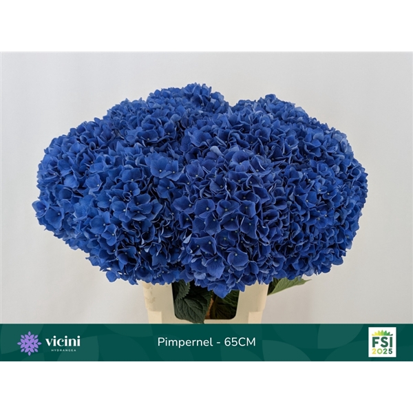 <h4>Hydr Pimpernel 65 cm Vicini</h4>