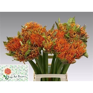 Scadoxus Oranje