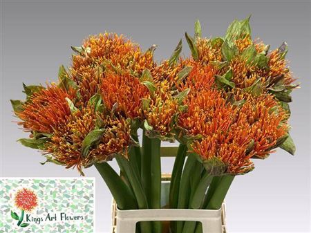 <h4>Scadoxus Oranje</h4>