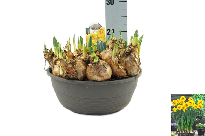 <h4>Narcissus Update</h4>