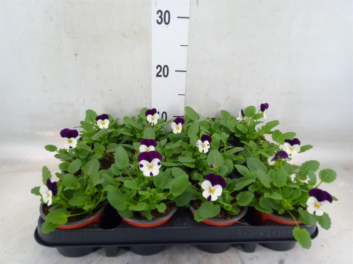 <h4>Viola corn. 'Evo Mini White Purple'</h4>