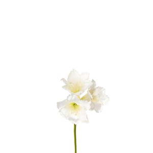 Kunstbloemen Amaryllis 65cm