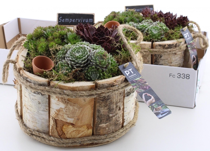 <h4>ARR SEMPERVIVUM</h4>