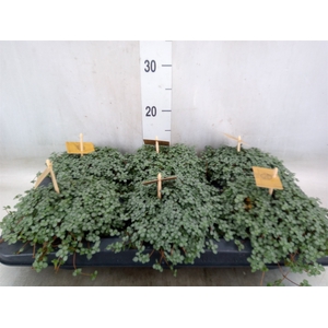 Pilea glaucophylla 'Greyzy'