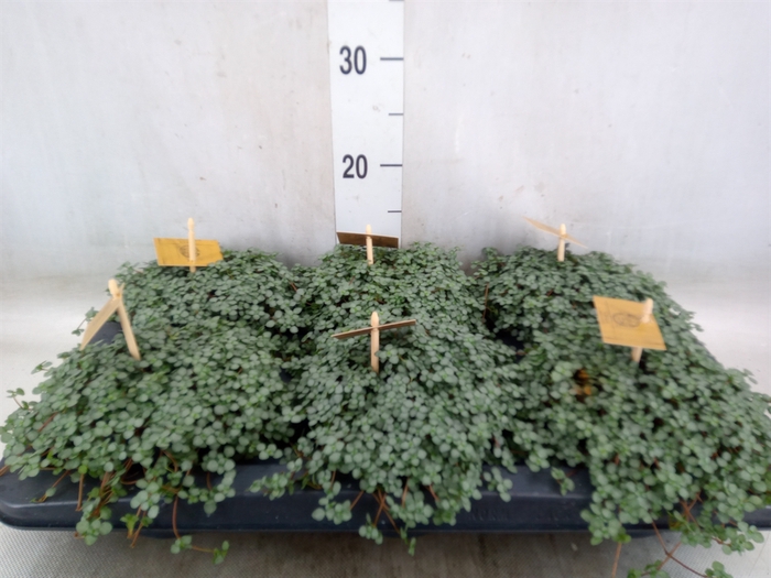 <h4>Pilea glaucophylla 'Greyzy'</h4>