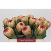 Protea Grandicolor