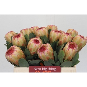 Protea Grandicolor