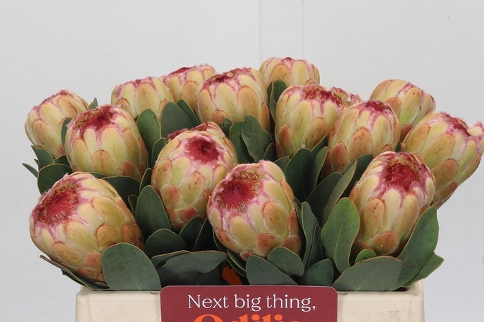 <h4>Protea Grandicolor</h4>