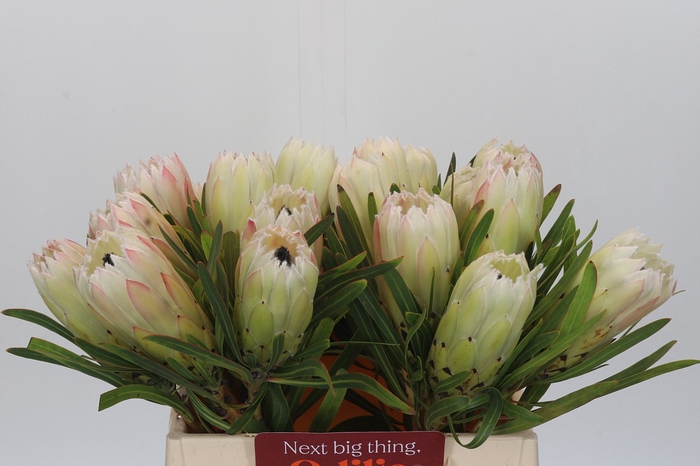 Protea White Night